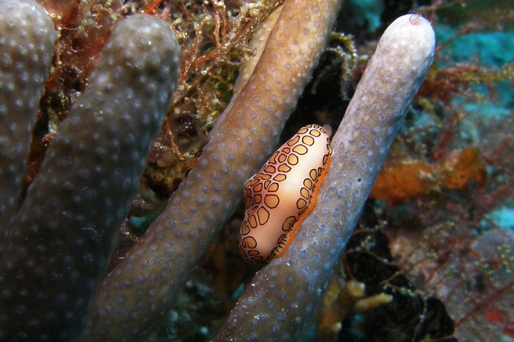 Monnaie des caraibes Flamingo tongue snail Cyphoma gibbosum